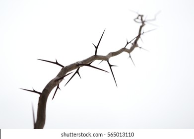 Branch thorns Images, Stock Photos & Vectors | Shutterstock