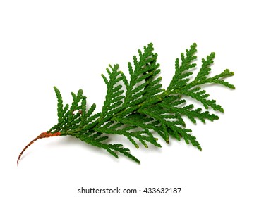 Branch of thuja isolated on white background. Close-up view.