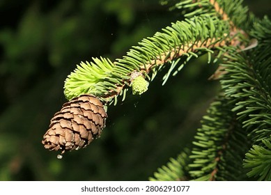 Branch tip with evolving spring needle fascicles and male cone on branch tip of coniferous tree Norway Spruce, latin name Picea Abies, sunlit by spring sunshine, late april.