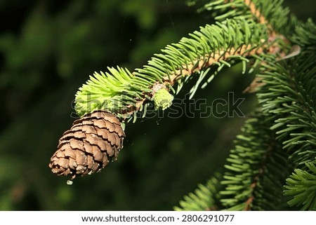 Branch tip with evolving spring needle fascicles and male cone on branch tip of coniferous tree Norway Spruce, latin name Picea Abies, sunlit by spring sunshine, late april.