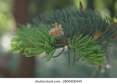 Branch tip with evolving young spring needles on coniferous tree Norway Spruce, latin name Picea Abies, hidden in shadow of higher branches.