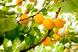 Branch Of Tree With Apricot Fruit