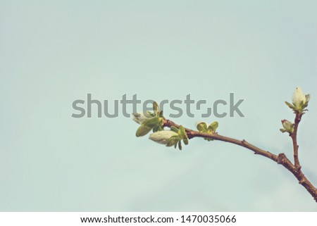 A branch of a tree with blooming buds. branches tree with spring buds