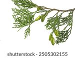 branch of the tree calocedrus decurrens, with the common names incense cedar  and california incense cedar,studio shot isolated on white background