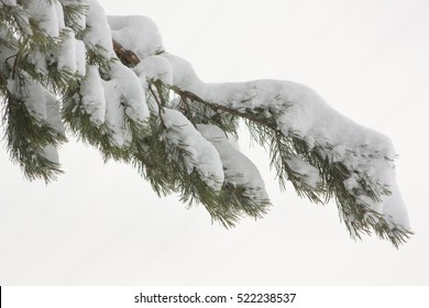 A branch of a tree covered with fluffy snow, Paw pine with green needles