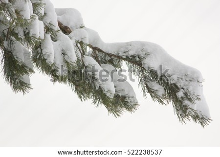A branch of a tree covered with fluffy snow, Paw pine with green needles