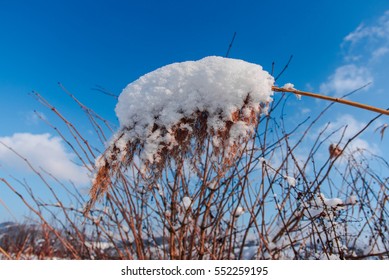 Similar Images, Stock Photos & Vectors of Branch tree covered with snow