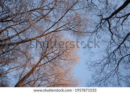 Similar – Image, Stock Photo branch Tree Strong Branch