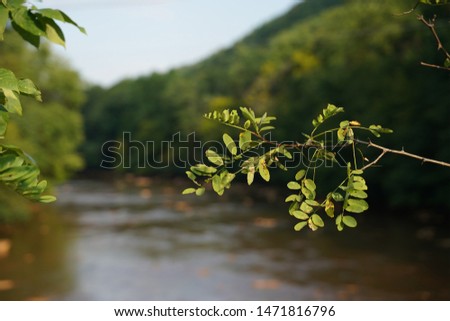 Branch of a tree fully focused while the river in the background is blurred. Scene from the Ghost Town Trail in Western Pennsylvania.                              