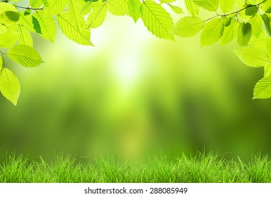 Branch Of Tree On Blured Green Background