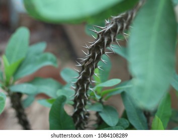 a branch of tree with sharp spikes