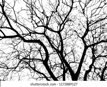 Branch Tree Silhouette Stock Photo 1172889127 | Shutterstock