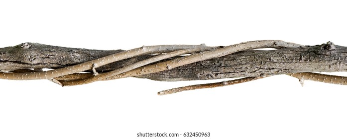 Branch Of Tree Or Stick With Vines Wrapped Around Tight. Long Narrow Brown Textured Vine Isolated On White Horizontal Background. Organic Texture Of Tree.