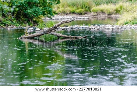 The branch of a tree sticks its head out of the surface of the water