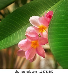 Branch Of Tropical Flowers Frangipani (plumeria)