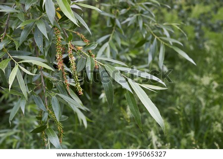branch and trunk close up of Salix alba tree