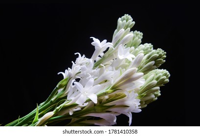 Branch of branch tuberose flowers and buds isolated against black background,

