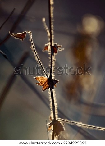 Similar – Image, Stock Photo Small flowers Environment