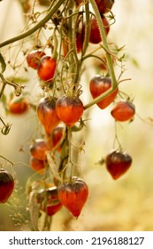 a branch of unusual multi-colored triangular-shaped tomatoes on a branch in a greenhouse. autumn harvest, homemade Sgt Pepper tomatoes. concept of healthy and organic vegan products