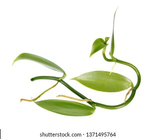 Branch Of Vanilla Planifolia Or Flat-leaved Vanilla Plant With Green Foliage Isolated On White Background
