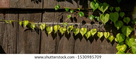 Similar – Foto Bild Carport Deko Leben Sonne