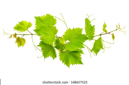 branch of vine leaves isolated on white background - Powered by Shutterstock