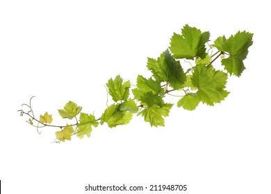 Branch Of Vine Leaves Isolated On White Background 