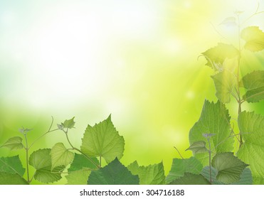 Branch Of Vine Leaves With Natural Light And Background.