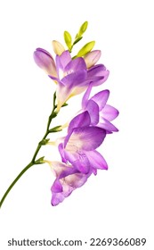 Freesia violeta rama aislada