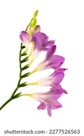 Freesia violeta rama aislada