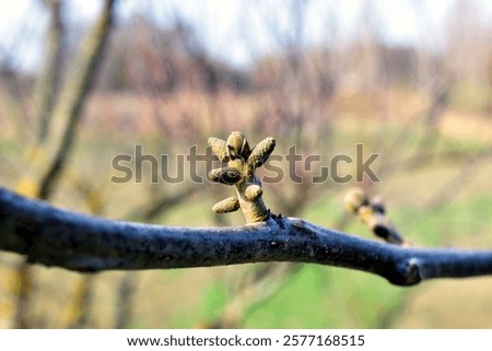 A branch of a walnut tree with the first buds forming on it.