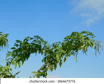 Branch Of The Water Hemlock