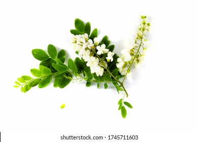 A branch of white acacia flowers isolated on a white background. Robinia pseudoacacia Black Locust, False Acacia flowers, leaf