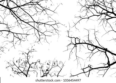 Frame Silhouettes Bare Branches Trees Stock Vector (Royalty Free ...