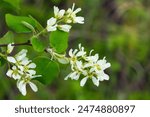 Branch with white bloom of Amelanchier alnifolia (the saskatoon berry, Pacific serviceberry, or western juneberry) shrub with green leaves in spring forest.
