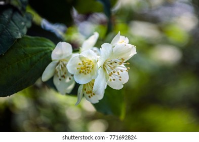 Branch with white blooming apple flowers - spring floral background. Soft selective focus.