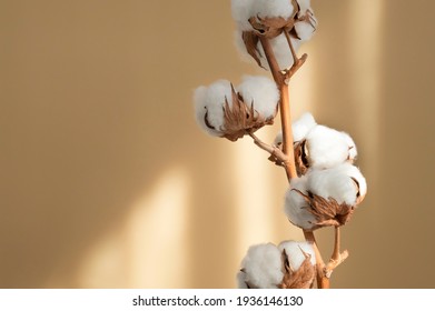 Zweite weiße Baumwollblumen mit Sonnenbrille auf beigem Hintergrund, flach gelegt. Delikate hellschöne Baumwollhintergrund. Natürliche organische Fasern, Landwirtschaft, Baumwollsamen, Rohstoffe für die Herstellung von Gewebe