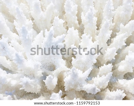 Branch of white dead coral, abstract background wallpaper
