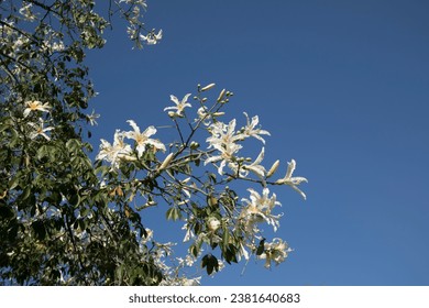 A branch of the white flowering floss silk tree (Ceiba speciosa), is a deciduous tree native to the tropical and subtropical forests of South America. - Shutterstock ID 2381640683