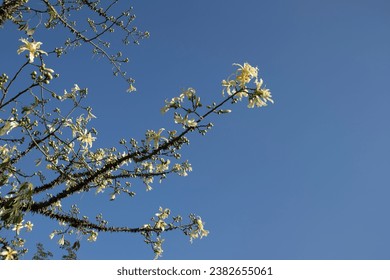 A branch of the white flowering floss silk tree (Ceiba speciosa), is a deciduous tree native to the tropical and subtropical forests of South America. - Shutterstock ID 2382655061