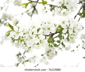 branch with white flowers - Shutterstock ID 76119880