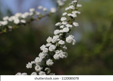 Spiraea Prunifolia High Res Stock Images Shutterstock