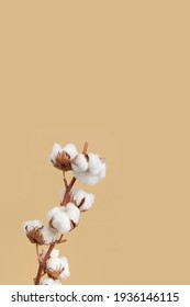 Branch with white fluffy cotton flowers on beige background flat lay. Delicate light beauty cotton background. Natural organic fiber, agriculture, cotton seeds, raw materials for making fabric