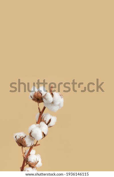Branch with white fluffy cotton flowers on beige\
background flat lay. Delicate light beauty cotton background.\
Natural organic fiber, agriculture, cotton seeds, raw materials for\
making fabric