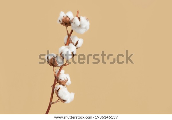 Branch with white fluffy cotton flowers on beige\
background flat lay. Delicate light beauty cotton background.\
Natural organic fiber, agriculture, cotton seeds, raw materials for\
making fabric