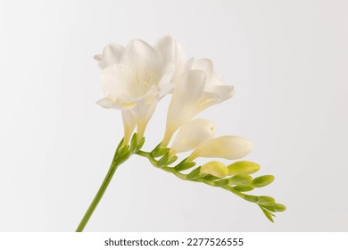 Branch white freesia isolated on white background. Beautiful flower - Powered by Shutterstock