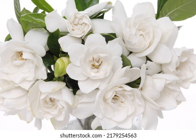 Branch White Gardenia – White Background