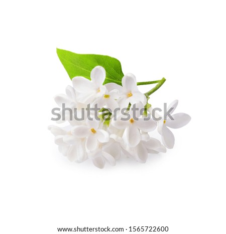 Branch of white lilac with green leaf isolated on white background.