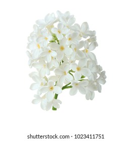 Branch Of White Lilac Isolated