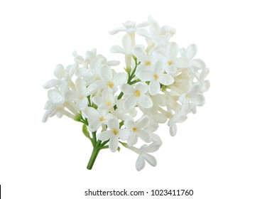 Branch Of White Lilac Isolated